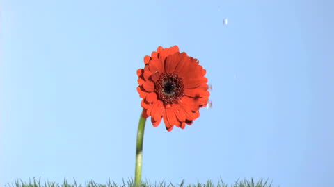 Refreshing Dewdrops Falling on Vibrant Red Gerbera Daisy in Slow Motion