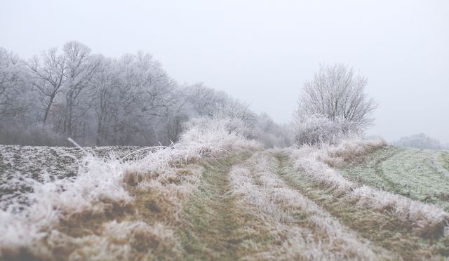 Winter Frosty Landscape with Frost-Covered Trees and Grass - Download Free Stock Photos Pikwizard.com