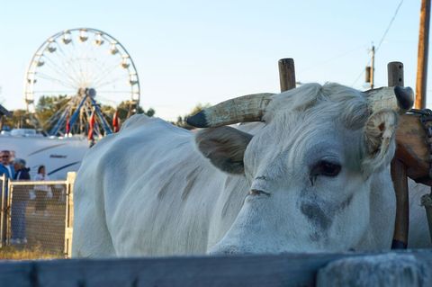 White ox standing by wooden fence at county fair with ferris wheel background