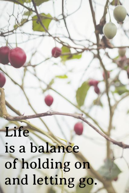 Fruit branch with peaceful setting and motivational quote about the balance of holding on and letting go. Ideal for wellness themes, mindfulness promotions, motivational posters, social media content, and relaxation techniques materials.