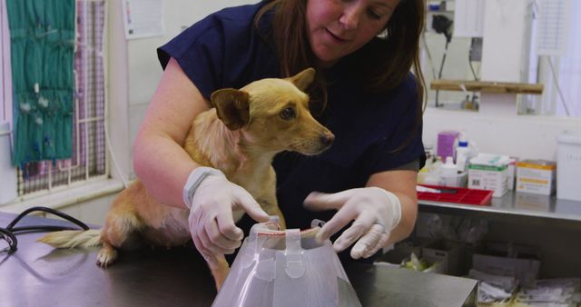 Veterinarian adjusting cone on small dog in medical clinic. Suitable for use in articles on animal healthcare, veterinary practices, pet recovery, and animal welfare. Can be used by pet clinics, veterinary organizations, or educational resources about pet care.