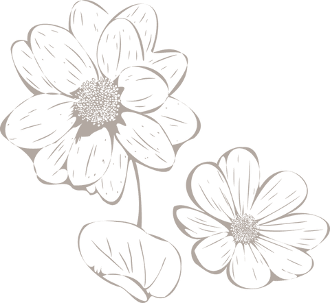 daisy line art on transparent background for creative design - Download Free Stock Videos Pikwizard.com