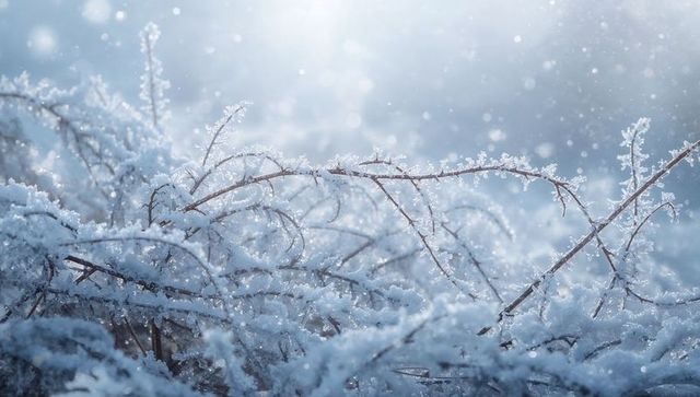 Frost-covered twigs catching backlight, sparkling hoarfrost and falling snow