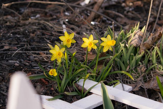 Bright yellow daffodils blooming in garden soil, showcasing vibrant spring colors against a backdrop of natural earth tones. Perfect for use in garden and nature-themed content, as well as spring or seasonal marketing materials.