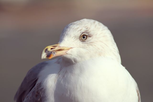Close-up of Seagull with Soft Focus Background - Download Free Stock Photos Pikwizard.com