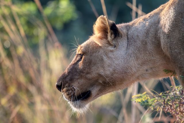 Side Profile of an African Lioness in Natural Habitat - Download Free Stock Photos Pikwizard.com