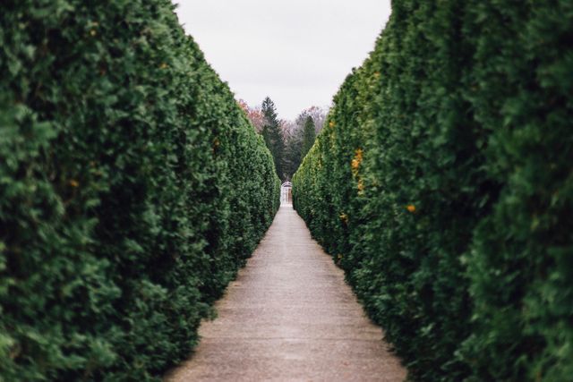 Symmetrical walkway flanked by green hedges extending into distance, under overcast sky. Ideal for use in articles about nature, tranquility, garden design or outdoor exploration. Suitable for backgrounds, travel promotions, and landscape themes.