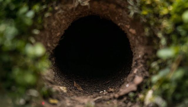 Framing circular burrow entrance revealing dark tunnel with mossy rim and leaf litter