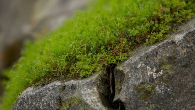 Moss and tiny clover growing on weathered rock fissure, macro green texture, lichen closeup