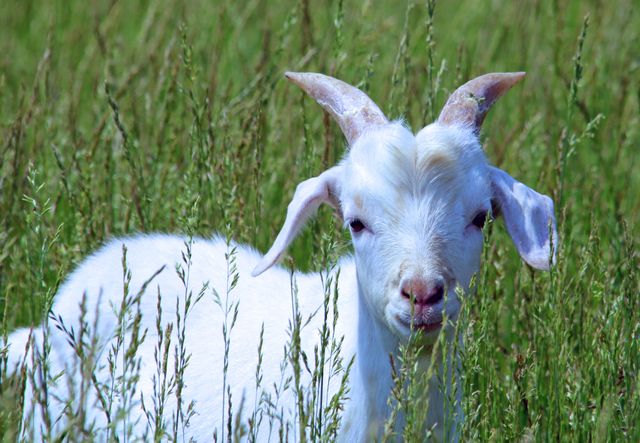 A white baby goat is resting in a lush green grass field, surrounded by tall blades of grass. This scene evokes a sense of calm and simplicity found in rural farm life. Ideal for use in themes related to wildlife, farming, agriculture, pastoral landscapes, and nature's tranquility.