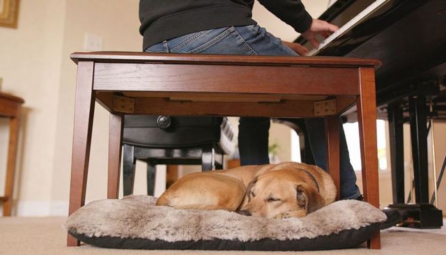 Pianist playing grand piano with dog sleeping on plush bed under bench