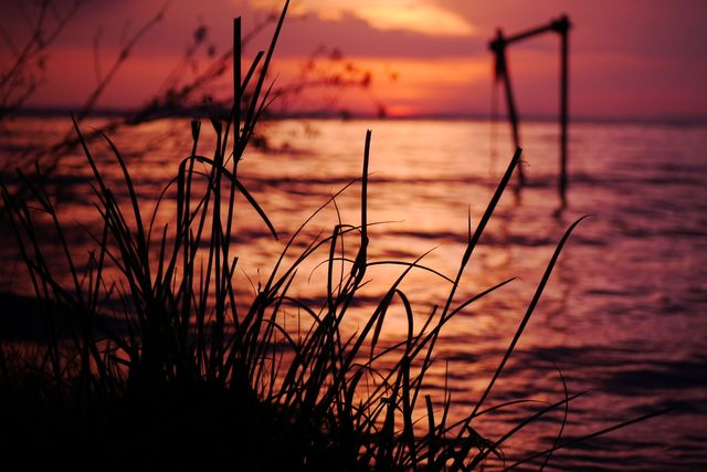 Serene Coastal Sunset with Silhouetted Grasses and Calm Waters - Download Free Stock Photos Pikwizard.com