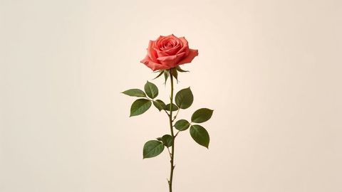 Minimalistic Single Coral Rose on Pale Background