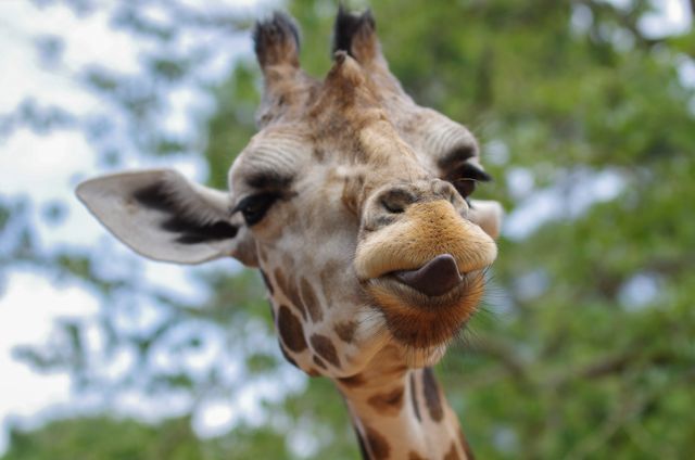 Close-up Giraffe Making Funny Facial Expression - Download Free Stock Photos Pikwizard.com