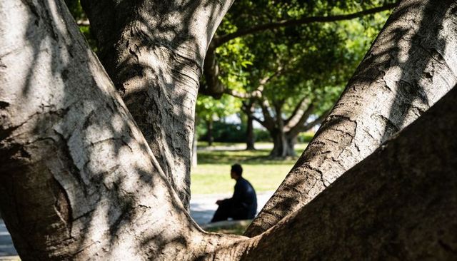 V-shaped tree frame revealing solitary figure under dappled sunlight in urban park