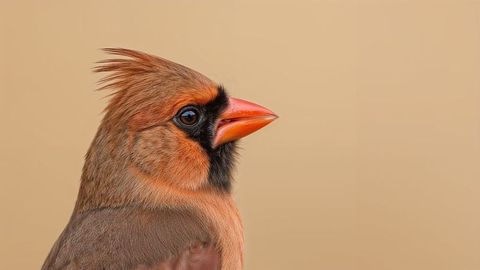 Female Northern Cardinal Portrait with Detailed Feather Texture