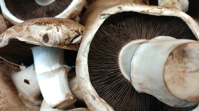 Portobello mushrooms with visible gills are ideal for culinary articles, cooking blogs, vegan recipes, organic produce marketing, and educational materials on mushrooms. The close-up emphasizes the texture and organic quality of the mushrooms, appealing to health and wellness enthusiasts.