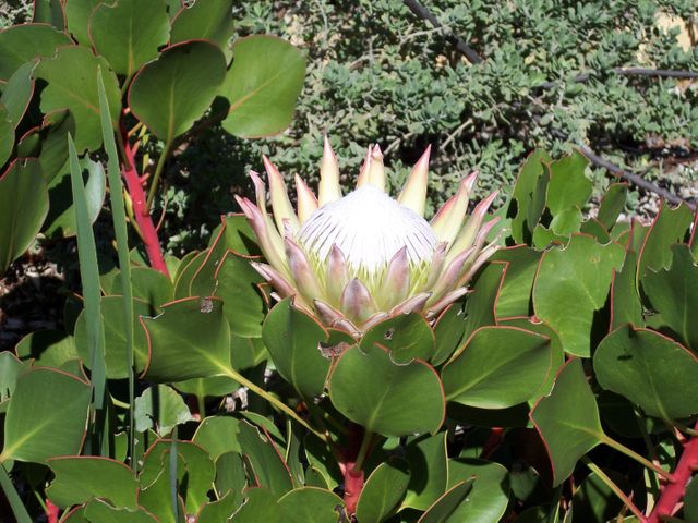 King Protea flower blooming amidst green foliage, showcasing its unique and exotic appearance. Ideal for use in nature, gardening, botanical studies, and ornamental horticulture projects. Perfect for eco-friendly campaigns and educational materials about unique flora.