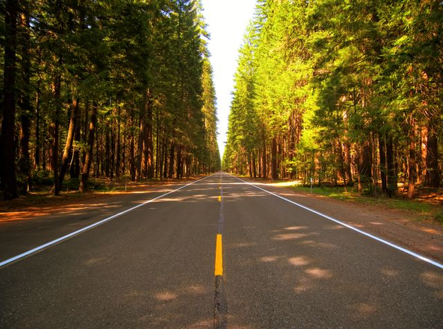Serene Road Through Dense Forest on Sunny Day - Download Free Stock Photos Pikwizard.com