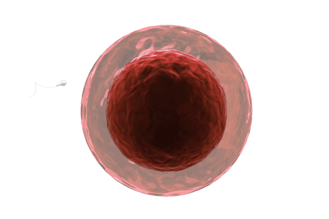 transparent view of sperm entering human egg in fertilization - Download Free Stock Videos Pikwizard.com