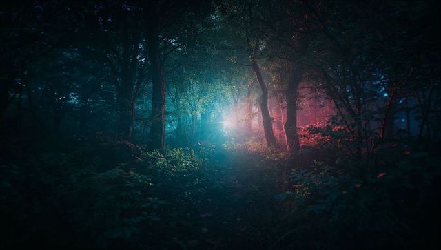 Ethereal Light Illuminating Enchanted Night Forest
