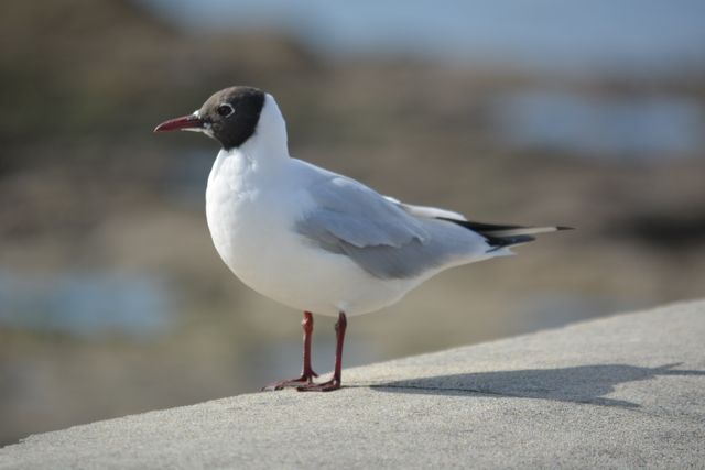Black-headed Gull standing on a concrete surface, likely near a coastal area. Ideal for wildlife magazines, birdwatching content, and educational materials about bird species and coastal ecosystems.