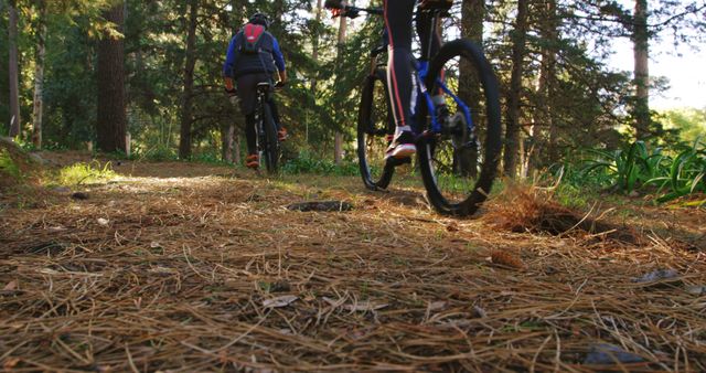 Cyclists Riding Mountain Bikes on Forest Trail in Daylight - Download Free Stock Images Pikwizard.com