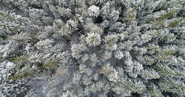 Aerial of pine trees covered with snow during winter 4k