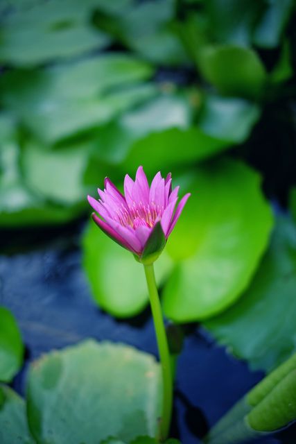 Close-up of Blooming Pink Water Lily Flower in Pond - Download Free Stock Photos Pikwizard.com