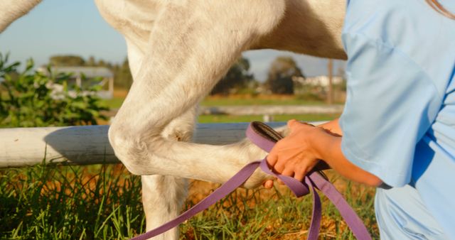 A person is grooming a horse's leg, focusing on equine care and maintenance. Capturing a moment of human-animal interaction, the image emphasizes the importance of regular grooming for horses' health.