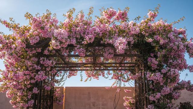 Sunlit bougainvillea arch draping metal pergola over pastel plaster courtyard wall