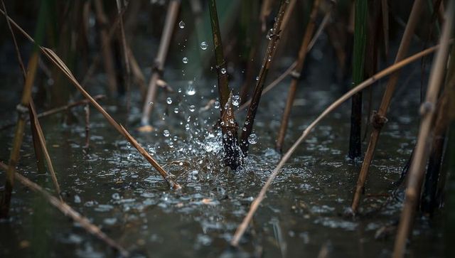 Marsh reeds splashing water droplets creating concentric ripples and reflections
