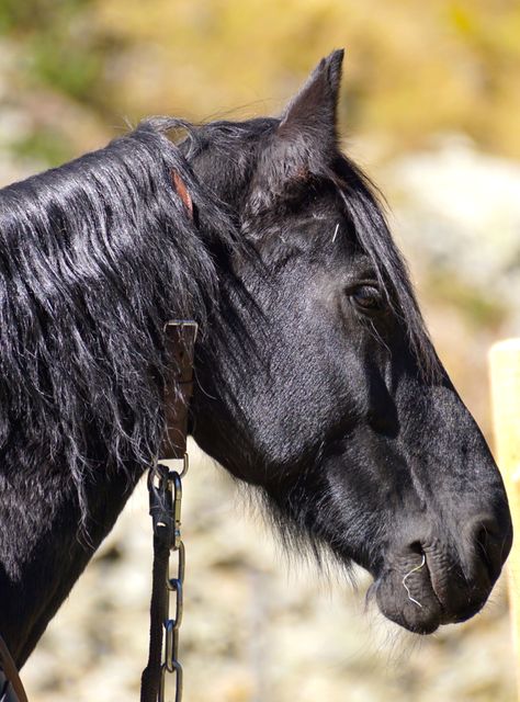 Close-Up of a Black Horse with Gleaming Coat - Download Free Stock Photos Pikwizard.com