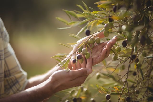 Farmer's hands gently inspecting olives growing on tree in orchard. Ideal for use in agricultural, farming, and organic produce contexts. Perfect for illustrating concepts of harvest, rural life, and sustainable farming practices.