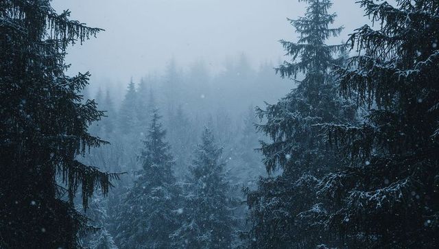 Snow-Dusted Evergreen Forest Framed by Dark Pine Trunks with Falling Snow and Mist