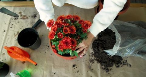 Gardener potting red chrysanthemums in home garden with trowel