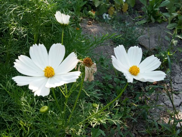 Cosmos flowers with white petals and yellow centers blooming with lush green foliage background are perfect for gardening blogs, nature-themed publications, and seasonal greeting cards.