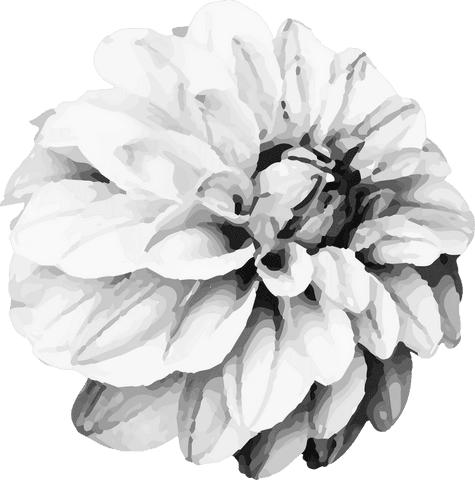 grayscale bloom with layered petals and transparent background - Download Free Stock Videos Pikwizard.com