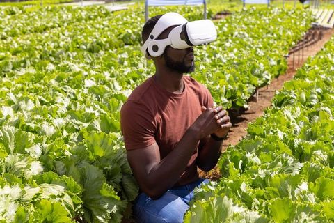 Farmer using vr technology for lettuce farming innovation