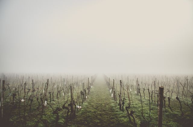 Rural landscape with rows of grapevine stumps shrouded in thick fog. Foliage is absent as vines are bare. Overcast sky creates foggy atmosphere. Perfect for use in articles or media related to agriculture, climate change, serenity, tranquility, weather conditions, and rural settings.