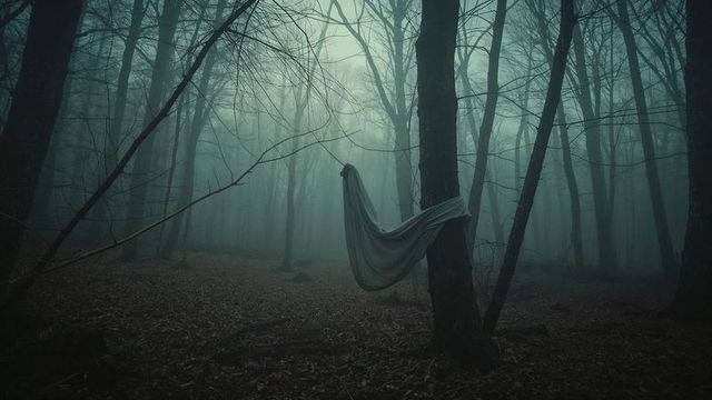 Ethereal fabric suspended in mysterious foggy forest