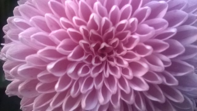 Close-Up of Pink Chrysanthemum Flower with Detailed Petals - Download Free Stock Photos Pikwizard.com