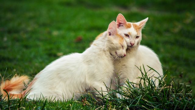 Two white cats with some orange patches on their heads are hugging each other on a grassy lawn. This tender moment showcases affection and companionship in a natural outdoor setting. Ideal for themes of love between animals, pet care, and tranquility in nature.