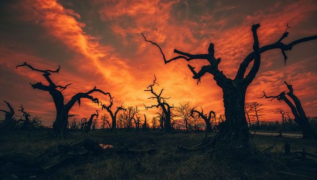 Dramatic silhouette of twisted trees at fiery sunset