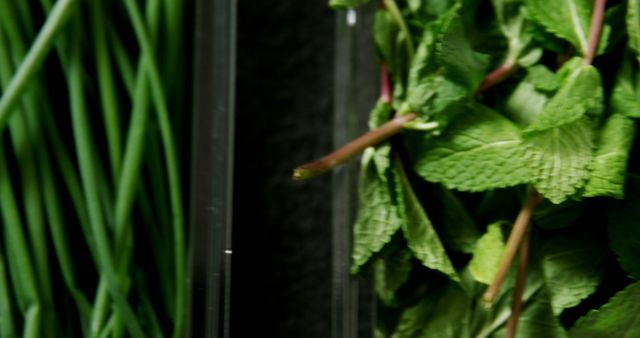 Fresh Green Herbs on Black Background - Download Free Stock Images Pikwizard.com