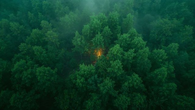 Burning Campfire in Lush Green Forest with Thin Mist