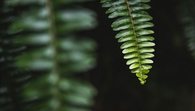 Hanging fern frond showing pinnate leaflets and central rachis in shaded forest understory