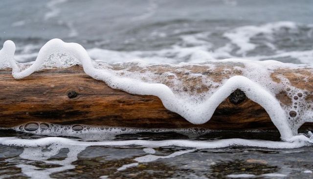 Scalloped sea foam curling over weathered driftwood log on pebbly shoreline closeup
