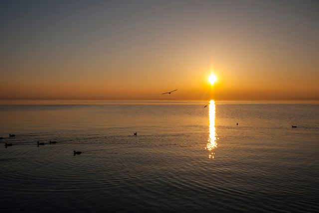 Serene Sunset Over Calm Ocean with Birds Flying - Download Free Stock Photos Pikwizard.com