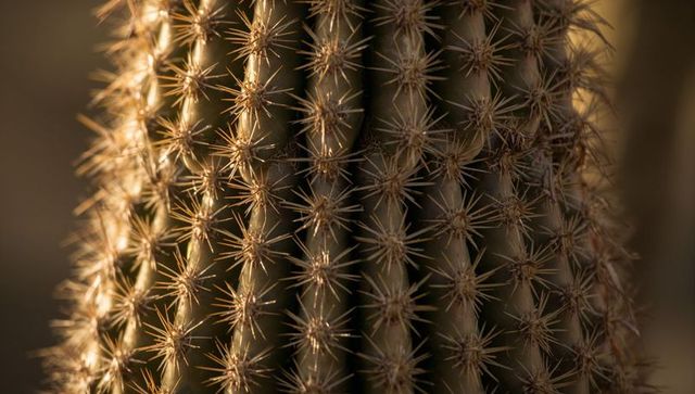 Sunlit column cactus closeup showing vertical ribs and sharp radial spines macro texture